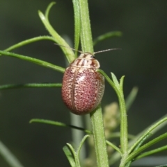 Paropsisterna decolorata at Acton, ACT - 12 Dec 2021