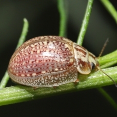 Paropsisterna decolorata at Acton, ACT - 12 Dec 2021