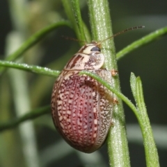 Paropsisterna decolorata at Acton, ACT - 12 Dec 2021