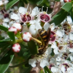 Lasioglossum (Chilalictus) bicingulatum (Halictid Bee) at Boro, NSW - 14 Dec 2021 by Paul4K