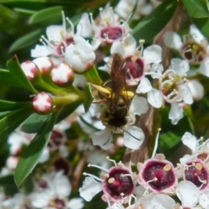 Lasioglossum (Chilalictus) bicingulatum at Boro, NSW - suppressed