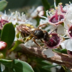 Lasioglossum (Chilalictus) bicingulatum at Boro, NSW - suppressed