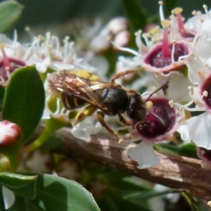 Lasioglossum (Chilalictus) bicingulatum at Boro, NSW - 14 Dec 2021