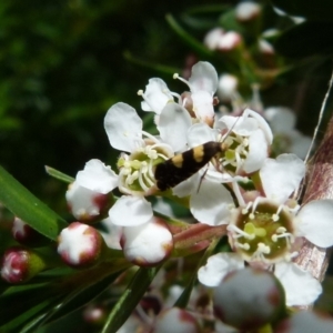 Glyphipterix chrysoplanetis at Boro, NSW - suppressed