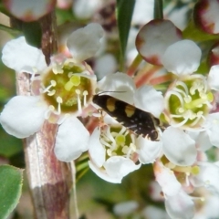 Glyphipterix chrysoplanetis at Boro, NSW - suppressed