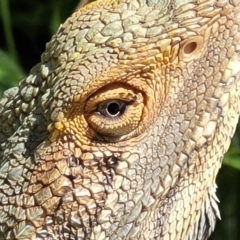 Pogona barbata (Eastern Bearded Dragon) at Bruce Ridge - 15 Dec 2021 by trevorpreston