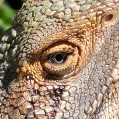 Pogona barbata at O'Connor, ACT - 15 Dec 2021