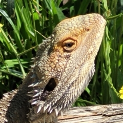 Pogona barbata at O'Connor, ACT - 15 Dec 2021