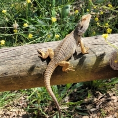 Pogona barbata at O'Connor, ACT - 15 Dec 2021