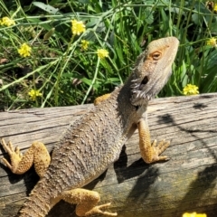 Pogona barbata at O'Connor, ACT - 15 Dec 2021