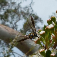 Pterygophorus cinctus (Bottlebrush sawfly) at Boro - 14 Dec 2021 by Paul4K