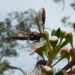 Pterygophorus cinctus at Boro, NSW - suppressed