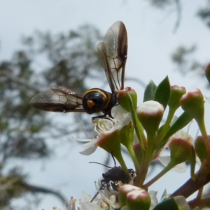 Pterygophorus cinctus at Boro, NSW - suppressed