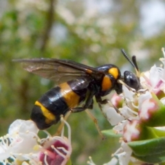 Pterygophorus cinctus at Boro, NSW - suppressed