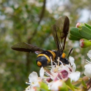 Pterygophorus cinctus at Boro, NSW - suppressed