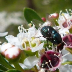 Chrysomya sp. (genus) (A green/blue blowfly) at QPRC LGA - 14 Dec 2021 by Paul4K