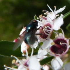 Chrysomya sp. (genus) at Boro, NSW - suppressed