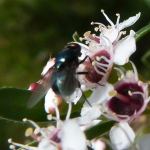 Chrysomya sp. (genus) at Boro, NSW - suppressed