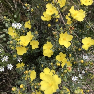 Hibbertia obtusifolia (Grey Guinea-flower) at Namadgi National Park - 5 Dec 2021 by BrianH