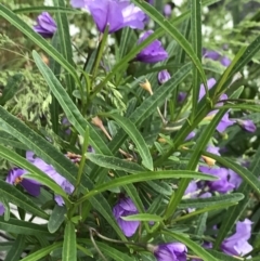 Solanum linearifolium (Kangaroo Apple) at Namadgi National Park - 5 Dec 2021 by BrianH