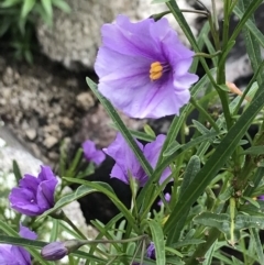 Solanum linearifolium at Rendezvous Creek, ACT - 5 Dec 2021