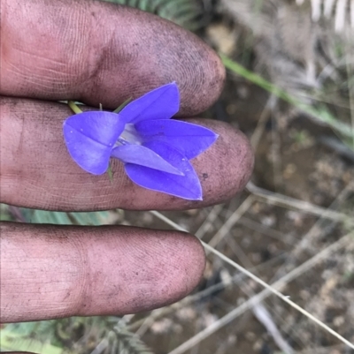 Wahlenbergia sp. (Bluebell) at Rendezvous Creek, ACT - 5 Dec 2021 by BrianH
