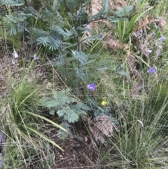 Wahlenbergia sp. at Rendezvous Creek, ACT - 5 Dec 2021