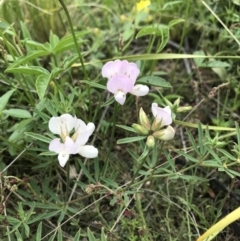 Lotus australis (Austral Trefoil) at Rendezvous Creek, ACT - 5 Dec 2021 by BrianH