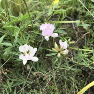 Lotus australis at Rendezvous Creek, ACT - 5 Dec 2021 03:47 PM