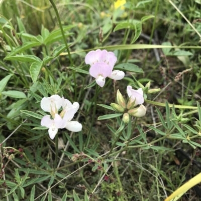 Lotus australis (Austral Trefoil) at Namadgi National Park - 5 Dec 2021 by BrianH