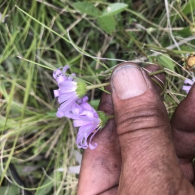 Calotis scabiosifolia var. integrifolia (Rough Burr-daisy) at Namadgi National Park - 5 Dec 2021 by BrianH