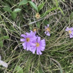 Calotis scabiosifolia var. integrifolia at Rendezvous Creek, ACT - 5 Dec 2021