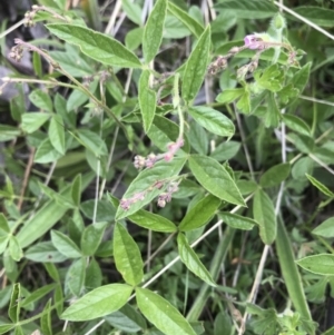 Cullen microcephalum at Rendezvous Creek, ACT - 5 Dec 2021