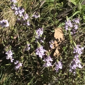 Euphrasia collina at Cotter River, ACT - 13 Dec 2021 09:55 AM