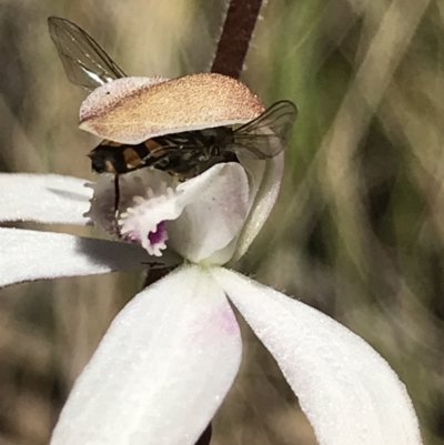 Syrphidae (family) (Unidentified Hover fly) at Namadgi National Park - 12 Dec 2021 by BrianH