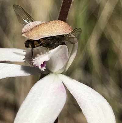 Syrphidae (family) (Unidentified Hover fly) at Cotter River, ACT - 12 Dec 2021 by BrianH