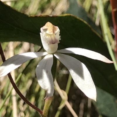 Caladenia moschata (Musky Caps) at Cotter River, ACT - 12 Dec 2021 by BrianH