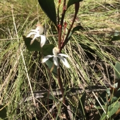 Caladenia moschata at Cotter River, ACT - 13 Dec 2021