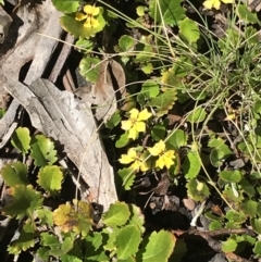 Goodenia hederacea subsp. alpestris at Cotter River, ACT - 12 Dec 2021 by BrianH