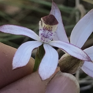 Caladenia moschata at Cotter River, ACT - suppressed