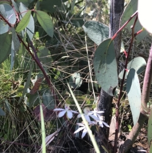 Caladenia moschata at Cotter River, ACT - suppressed