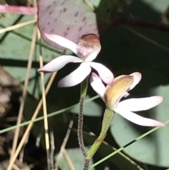 Caladenia moschata at Cotter River, ACT - suppressed