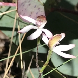 Caladenia moschata at Cotter River, ACT - suppressed