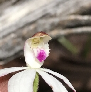 Caladenia moschata at Cotter River, ACT - 13 Dec 2021