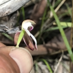 Caladenia moschata at Cotter River, ACT - 13 Dec 2021