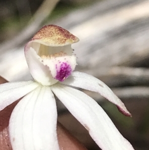 Caladenia moschata at Cotter River, ACT - 13 Dec 2021