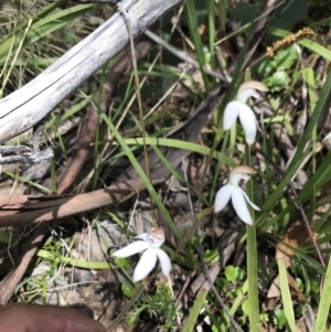 Caladenia moschata at Cotter River, ACT - 13 Dec 2021