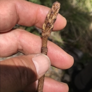 Gastrodia sp. at Cotter River, ACT - 13 Dec 2021