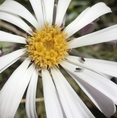 Celmisia tomentella (Common Snow Daisy) at Cotter River, ACT - 13 Dec 2021 by BrianH