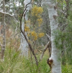 Jacksonia scoparia (Dogwood) at Boro, NSW - 14 Dec 2021 by Paul4K